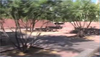 Image with title ‘Re-articulating’ shows Arizona mesquites shifting in the wind