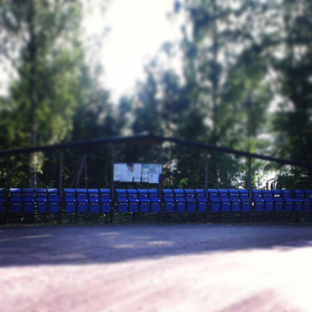 Two very long rows of blue mailboxes—over 50 in view with tall trees in the background.