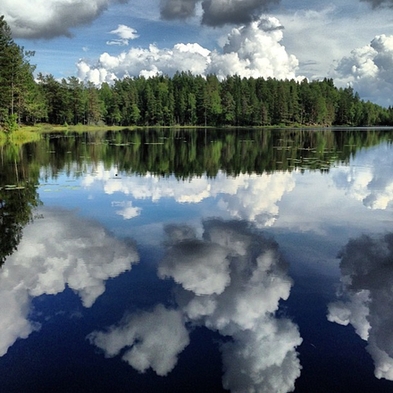 Fluffy cumulous clods in a blue sky reflect on a pnd ringed by tall evergreens.