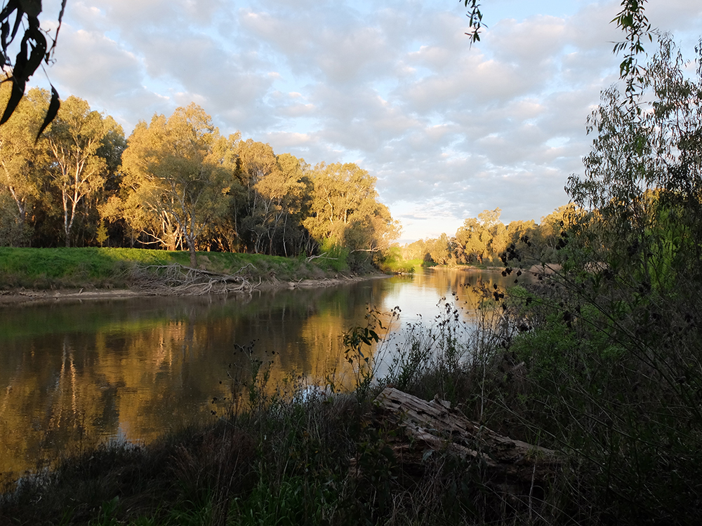 Murrumbidgee at dusk