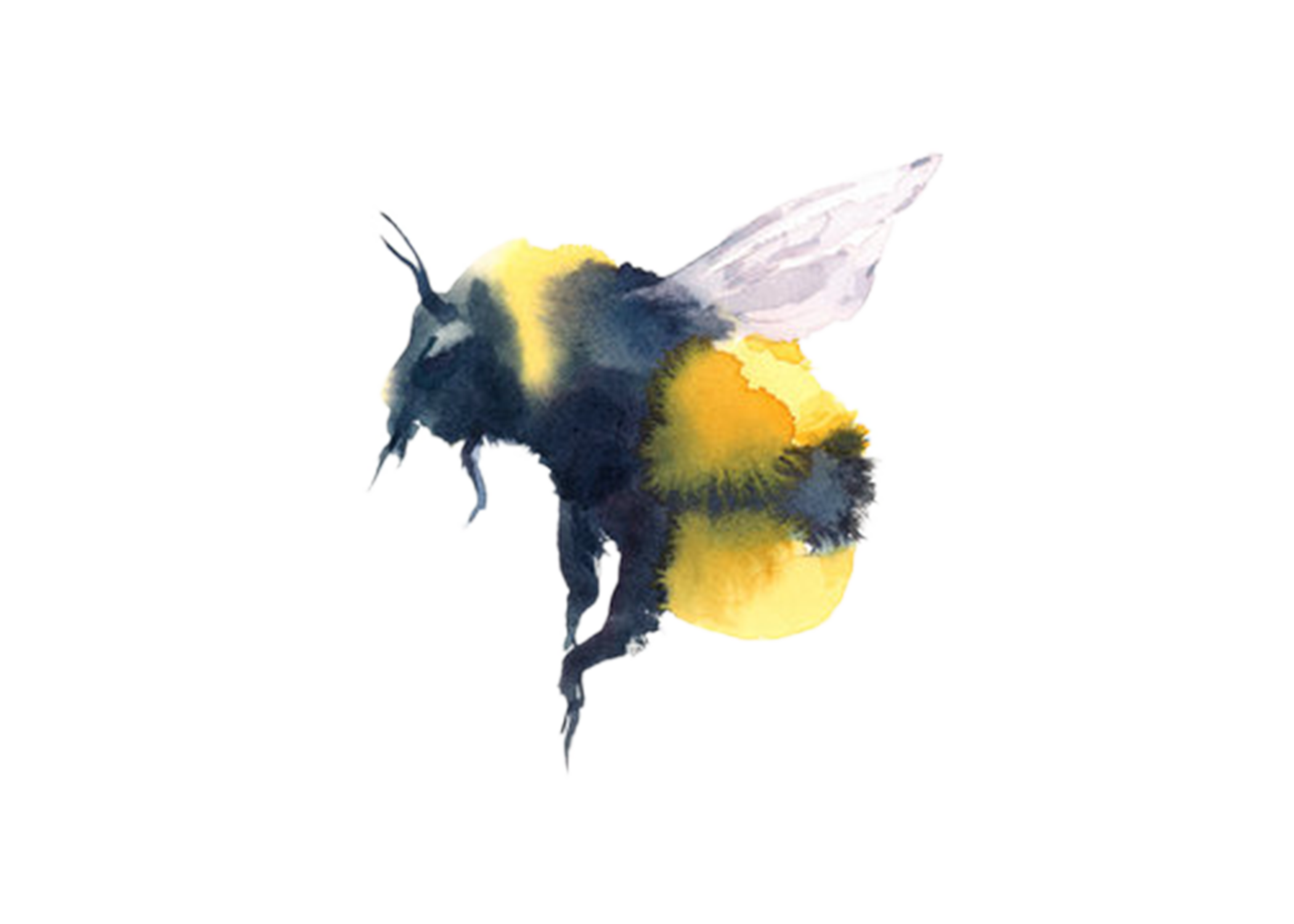Bumblebee