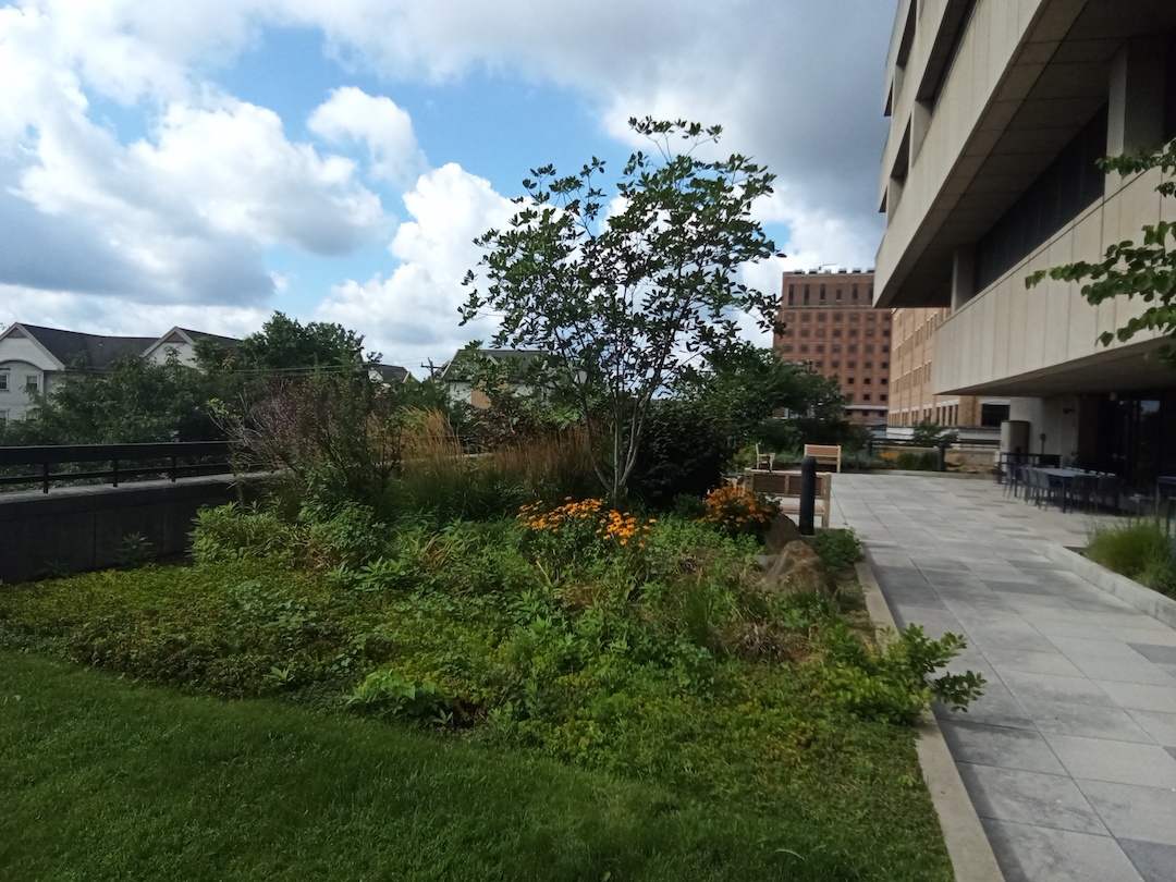 Plants next to the side of a University of Pittsburgh's campus building.