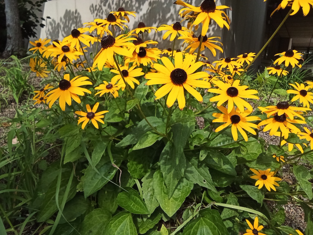Brown-eyed Susans - flowers with yellow petals and black centers.