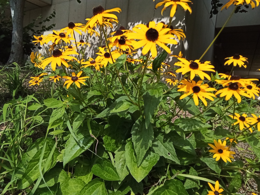 Black-eyed Susans planted in a rooftop pollinator garden.