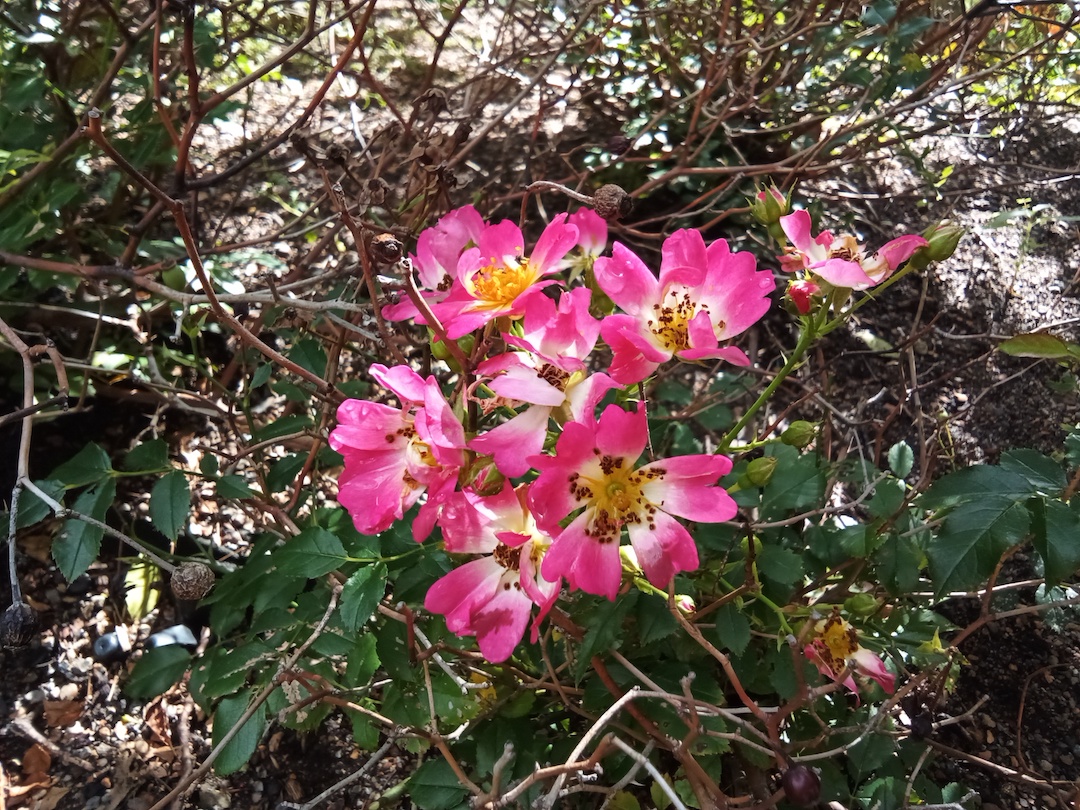 Blooming pink flowers