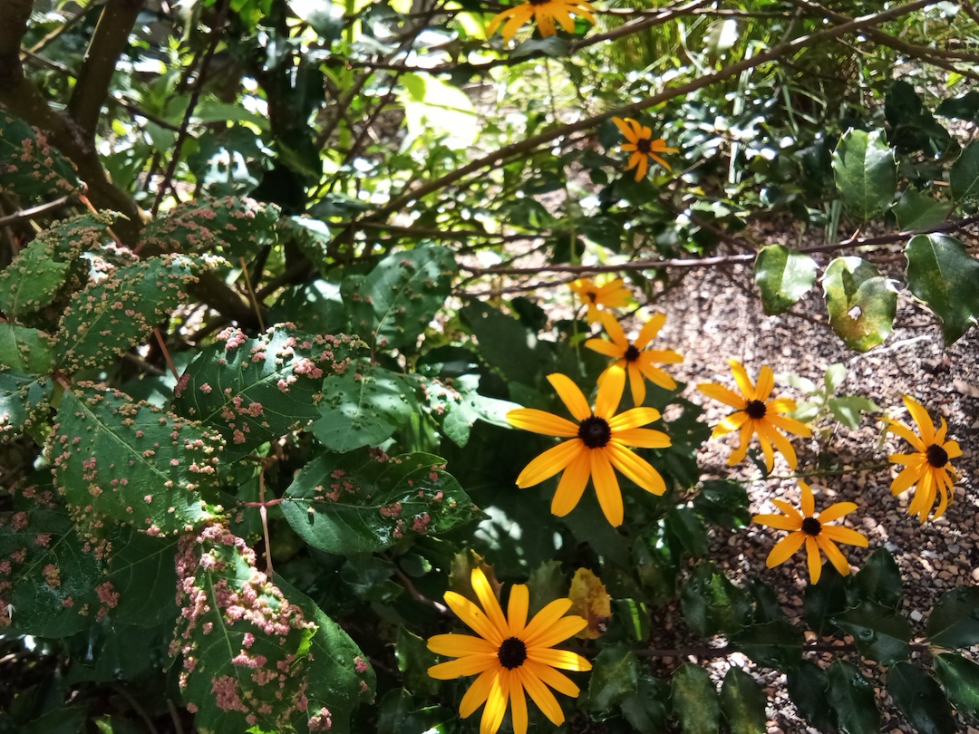 Black-eyed susans in a pollinator garden.