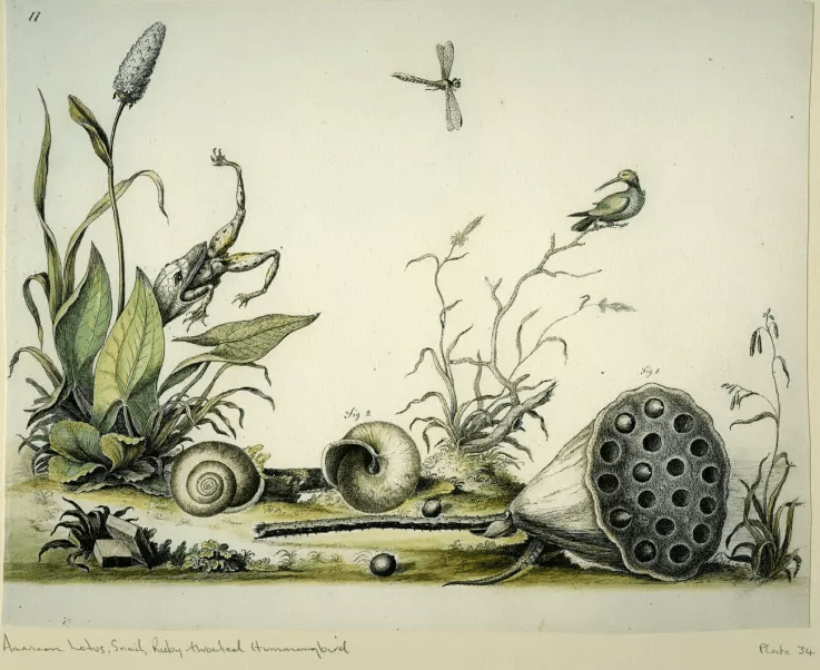 Watercolor illustration of a riverbank scene, including a ruby-throated hummingbird, a lotus seed pod, snail shells, an arrowleaf, a dragonfly, and a snake swallowing a frog.