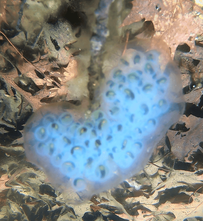 An underwater view of a spotted salamander egg mass, covered in a nearly transparent gelatinous coating.