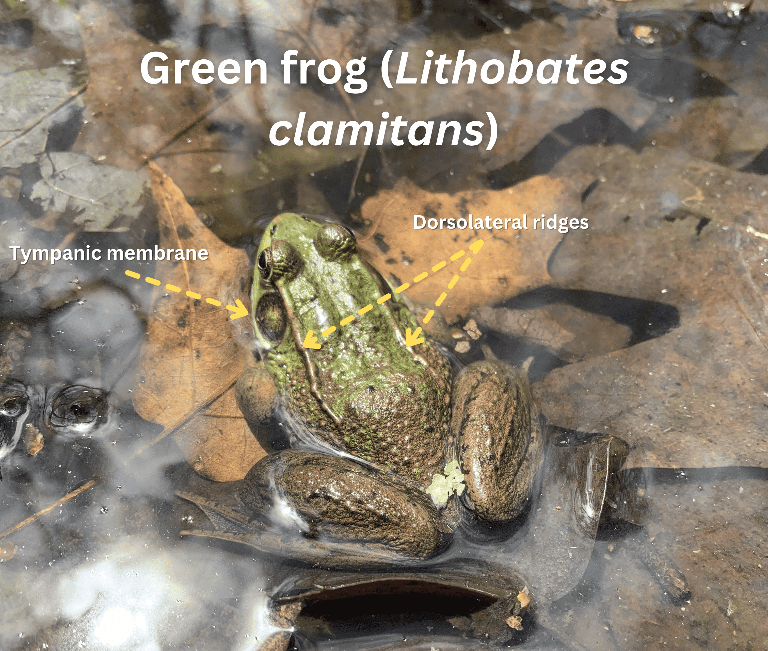 A green frog with its trympanic membrane and dorsolateral ridges labeled.